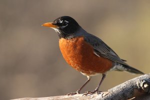 american-robin-large