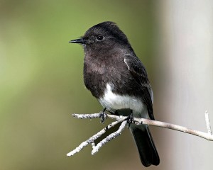 black-phoebe-large