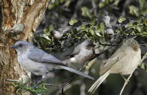 bushtit-large