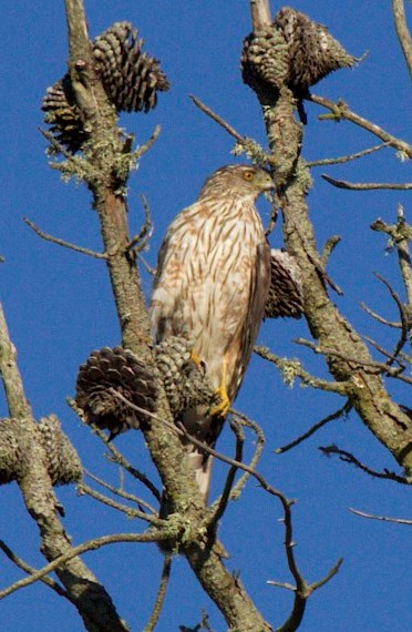 CoopersHawk