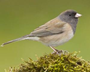 dark-eyed-junco-large
