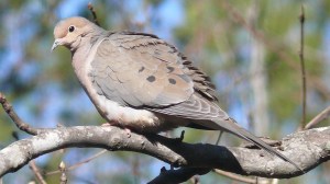 mourning-dove-large
