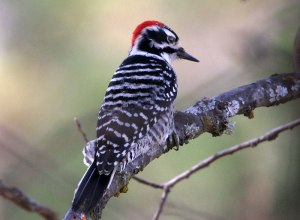 nutalls-woodpecker-large