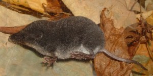 ornate-shrew-large