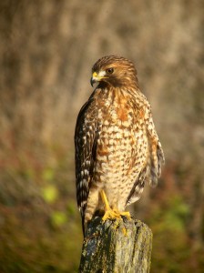 red-shouldered-hawk-large