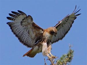 red-tailed-hawk-large