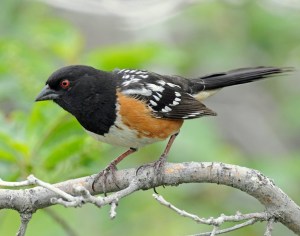 spotted-towhee-large