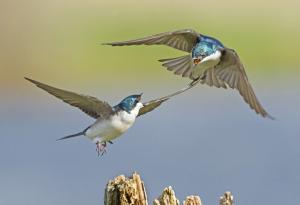 tree-swallow-large