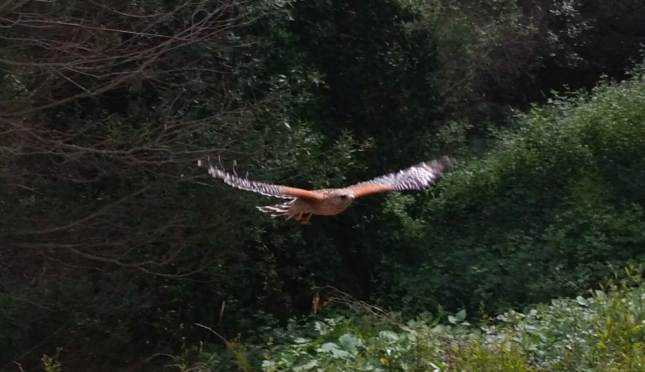 P_20180520_141636_1_1_1