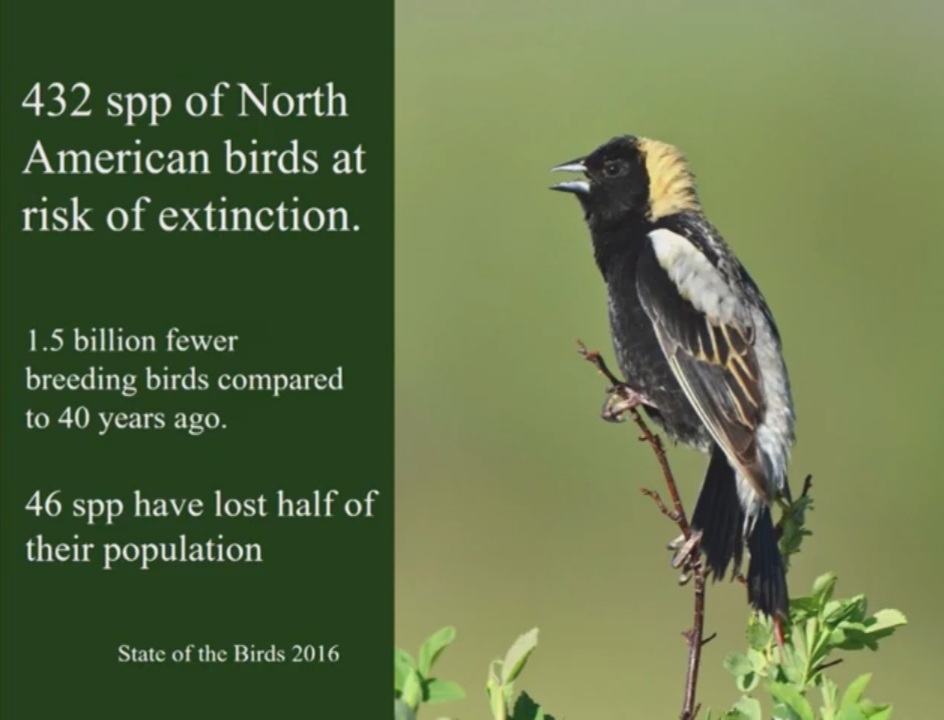 WhyBirdsNeedNativePlants
